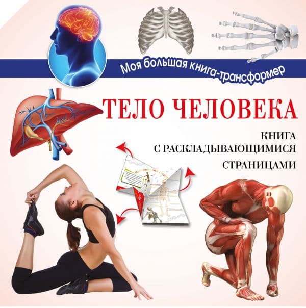 Обложка книги Тело человека — Усова И.В.