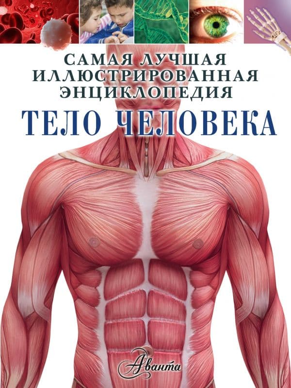 Обложка книги Тело человека — Гибберт К.