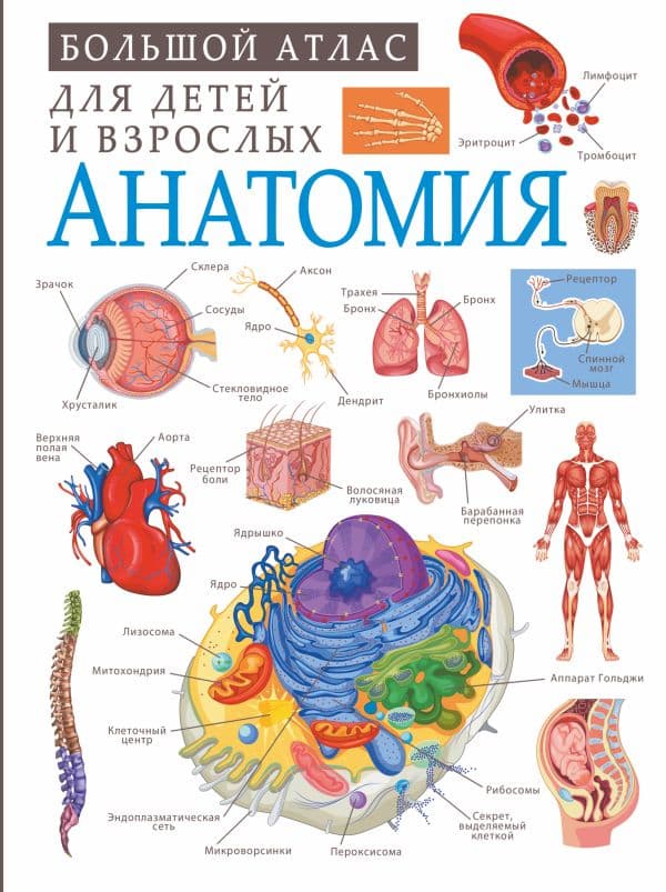 Обложка книги Анатомия — Спектор А.А.