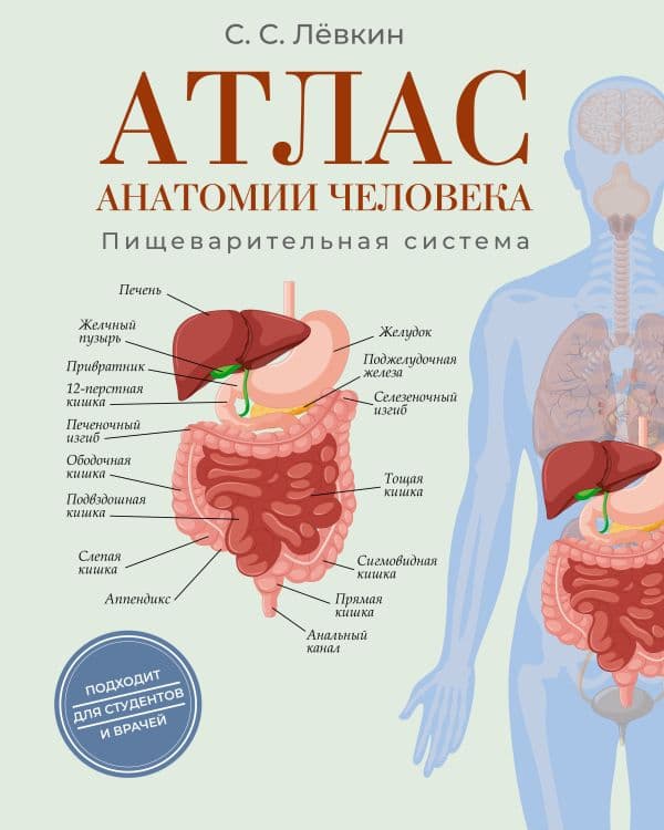 Обложка книги Атлас анатомии человека. Пищеварительная система — Лёвкин С.С.