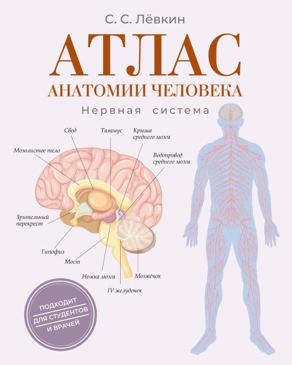 Атлас анатомии человека. Нервная система