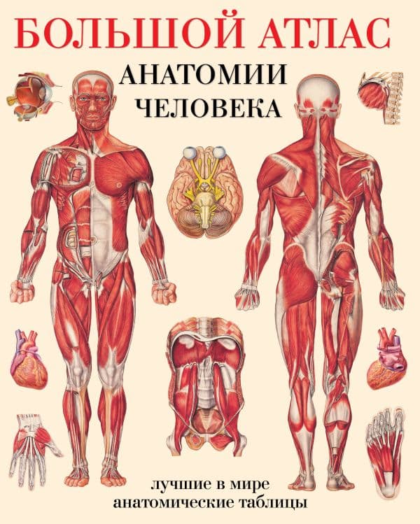 Большой атлас анатомии человека